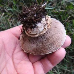 Pavement Mushroom thumbnail 5