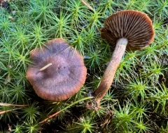 Cortinarius pellstonianus thumbnail 3