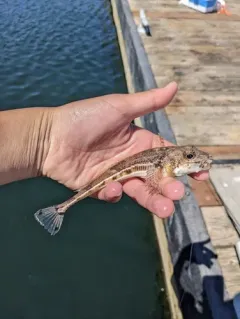 Ribbed Sculpin thumbnail 4