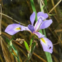 southern blue flag thumbnail 2