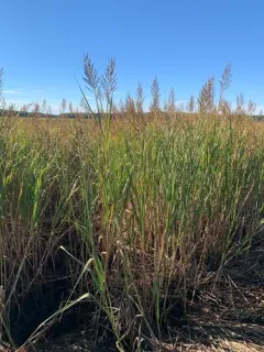 Big Cordgrass thumbnail 3