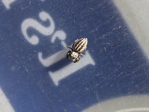 Pelegrina arizonensis
