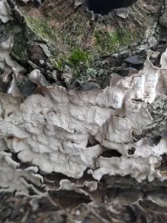 Xylobolus subpileatus thumbnail 4