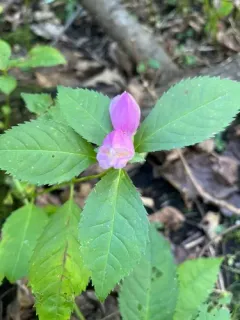 rose turtlehead thumbnail 2