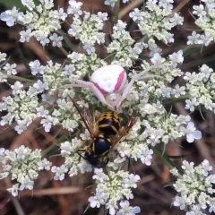 Goldenrod Crab Spider thumbnail 2