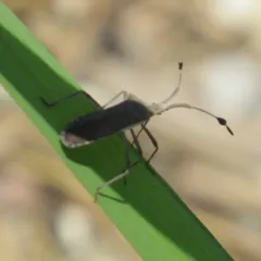 Euphorbia Bug thumbnail 2