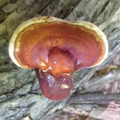 hemlock varnish shelf thumbnail 5