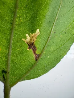 Xenolechia ceanothiae thumbnail 4