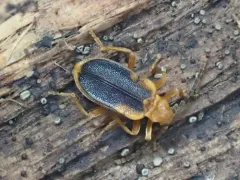 Ischalia vancouverensis thumbnail 3