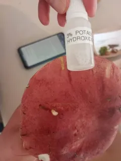 Boletus miniato-olivaceus thumbnail 4