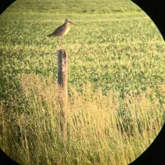 Marbled Godwit thumbnail 2