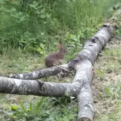 Brush Rabbit thumbnail 4