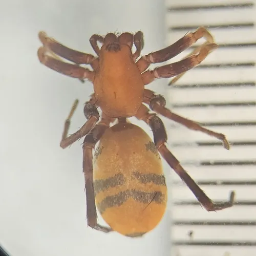 Prairie Ant-mimic Sac Spider