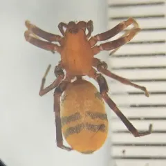 Prairie Ant-mimic Sac Spider thumbnail 1