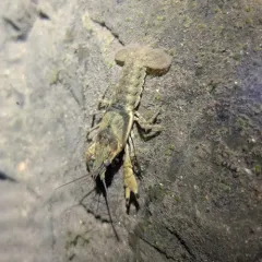 Ringed Crayfish thumbnail 4