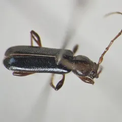 Phymatodes aeneus thumbnail 1