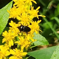 Wavy Flower Weevil thumbnail 4