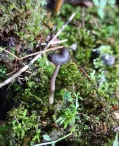 Helvella atra thumbnail 4