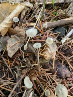 Mycena constans thumbnail 2