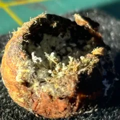 Penicillium glandicola thumbnail 3