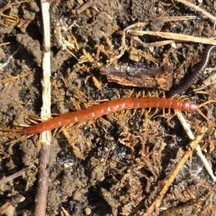 Thorn-tailed Bark Centipede thumbnail 3