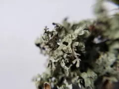Fruiting Honeycomb Lichen thumbnail 1