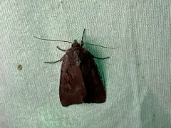 Southern Variable Dart thumbnail 3