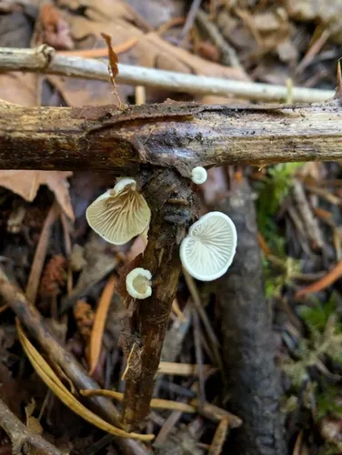 Crepidotus cinnamomeus