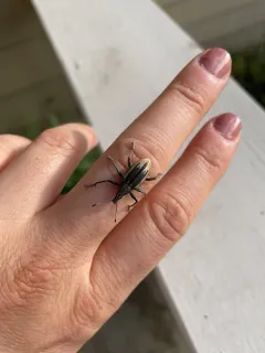 Diaprepes Root Weevil thumbnail 1