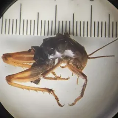 Robust Camel Cricket thumbnail 2