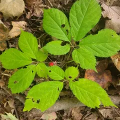 American ginseng thumbnail 4