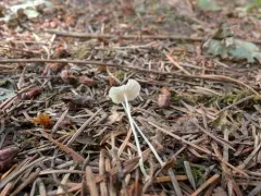 bulbous bonnet thumbnail 4