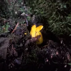 Irregular Earth Tongue thumbnail 1