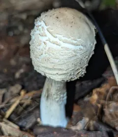 Shaggy Parasol thumbnail 2