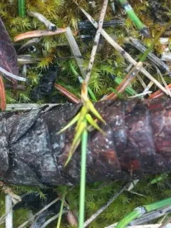 bristle sedge thumbnail 2