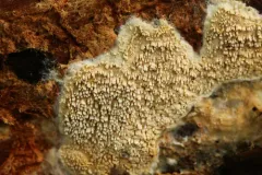 Phlebia nothofagi thumbnail 3
