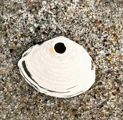 Atlantic Macoma thumbnail 4