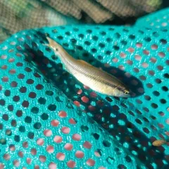 Hornyhead Chub thumbnail 3