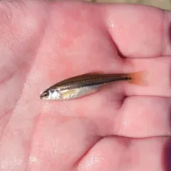 Southern Redbelly Dace thumbnail 4