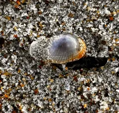 Glassy Lyonsia thumbnail 4