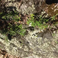 Silvery Cinquefoil thumbnail 2