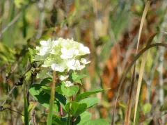 Panicle Hydrangea thumbnail 2