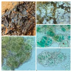 Fuscopannaria cyanolepra thumbnail 4