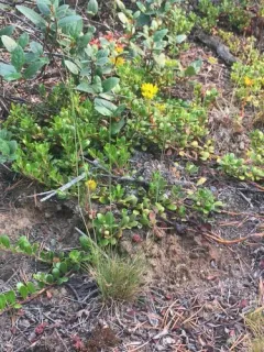 mountain fescue thumbnail 3
