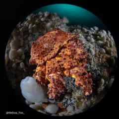 Puget Sound King Crab thumbnail 4
