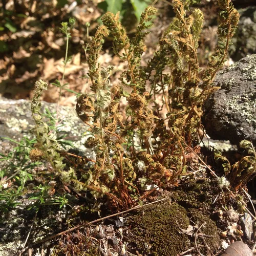 rusty woodsia