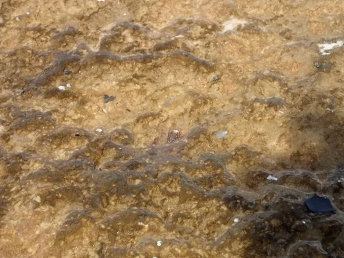 Ambrysus mormon