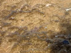 Ambrysus mormon thumbnail 1