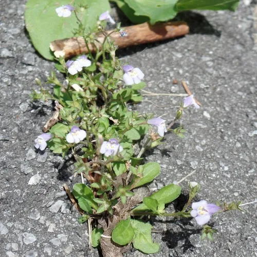 Asian mazus