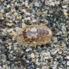 Commando Isopod thumbnail 4